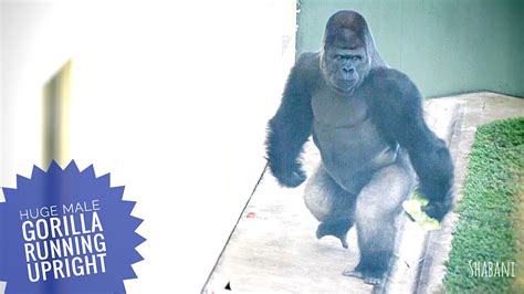 gorilla running and farting|More.